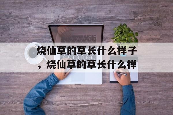 烧仙草的草长什么样子，烧仙草的草长什么样-第1张图片-