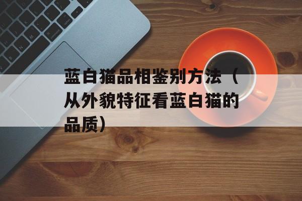 蓝白猫品相鉴别方法（从外貌特征看蓝白猫的品质）-第1张图片-