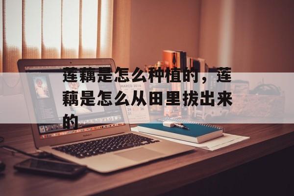 莲藕是怎么种植的，莲藕是怎么从田里拔出来的-第1张图片-
