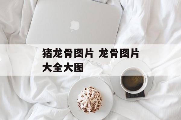猪龙骨图片 龙骨图片大全大图-第1张图片-