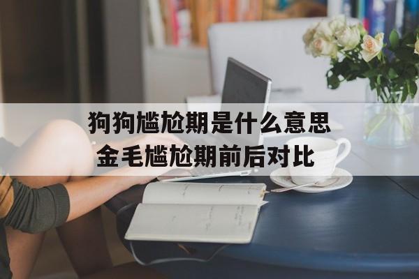 狗狗尴尬期是什么意思 金毛尴尬期前后对比-第1张图片-